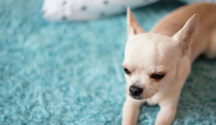 How to Train Your Small Dog to Not Chew Carpet