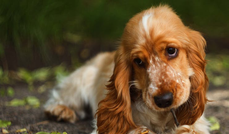 How to Train Your Dog to Not Chew Gum How to Train Your Dog to Not Chew Gum