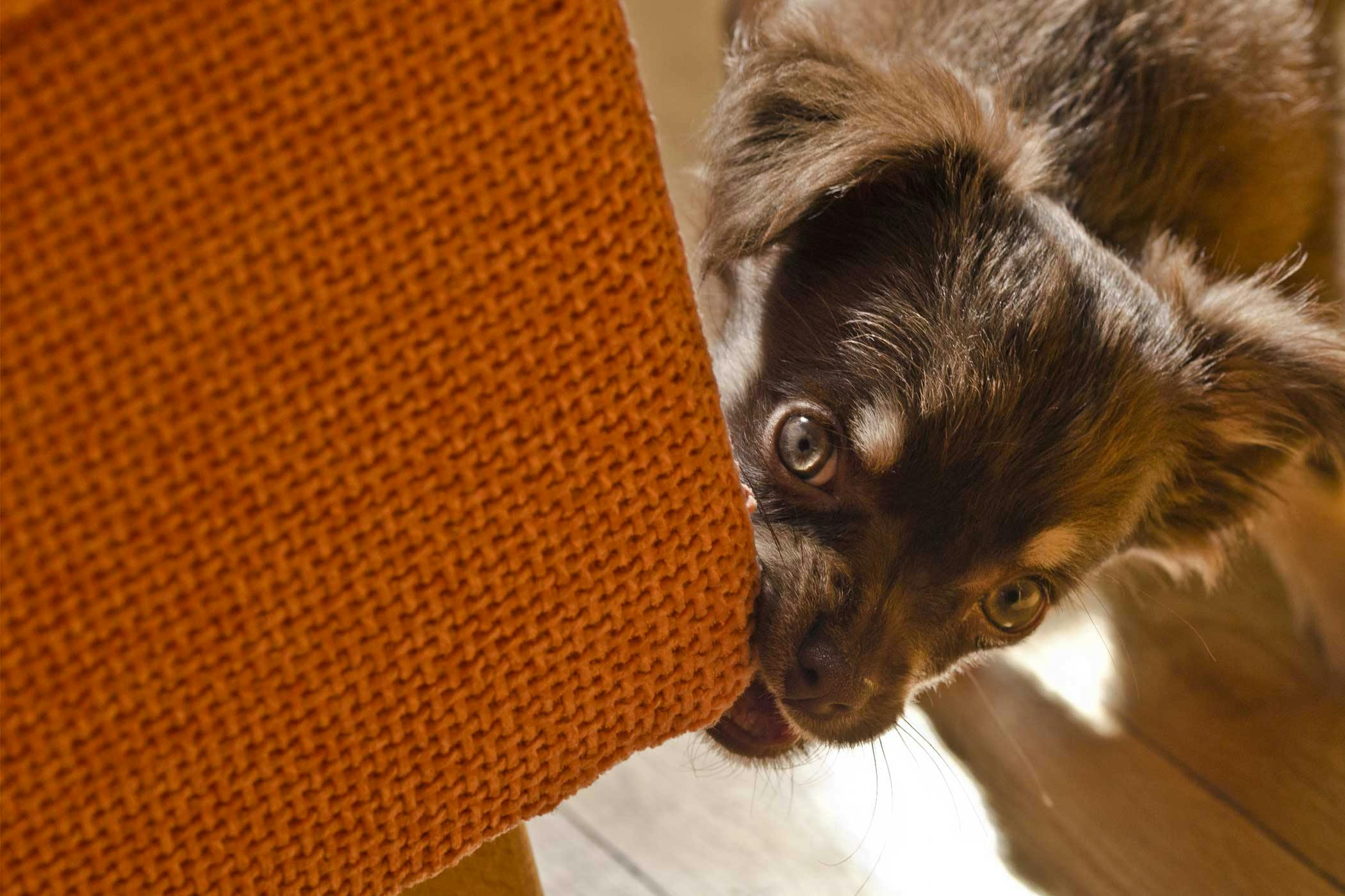 How to Train Your Dog to Not Chew on Furniture | Wag!