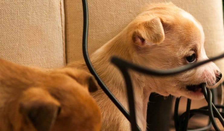 How to Train Your Dog to Not Chew on Wires
