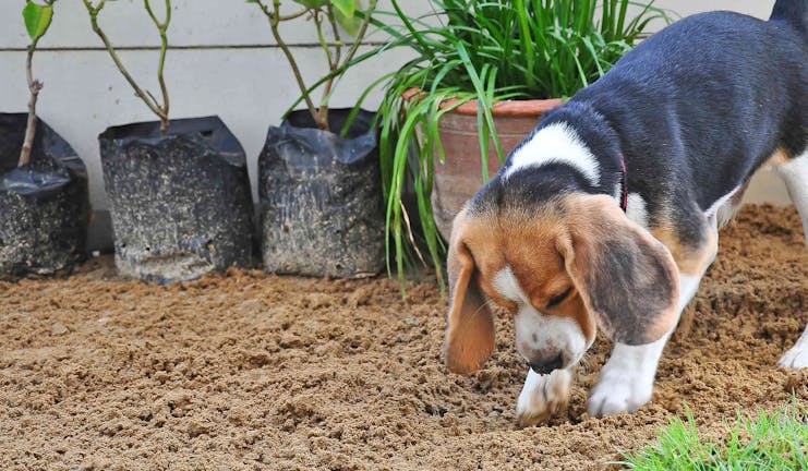 How to Train Your Beagle Dog to Not Dig