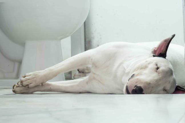 How to Train Your Dog to Not Drink from the Toilet