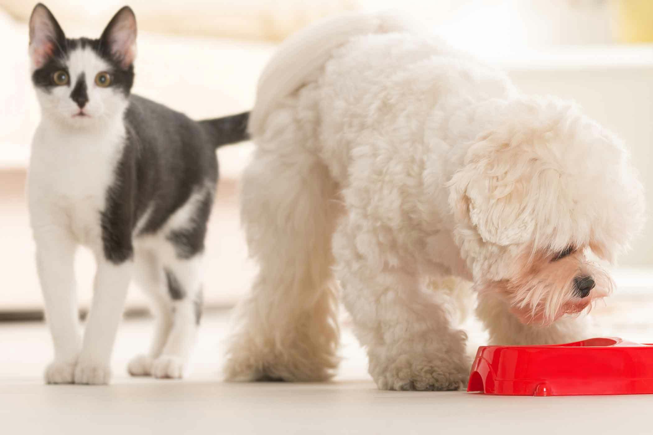 Can dogs eat cat food in a clearance pinch