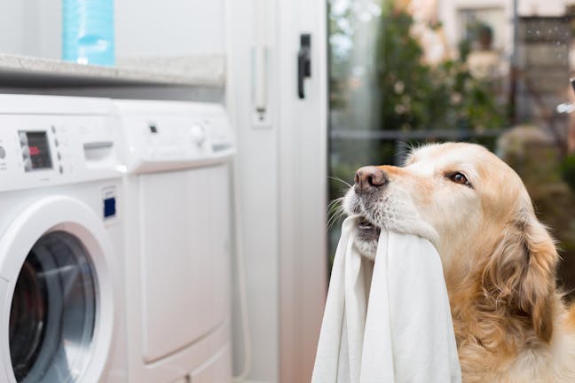 How to Train Your Dog to Not Eat Clothes How to Train Your Dog to Not Eat Clothes