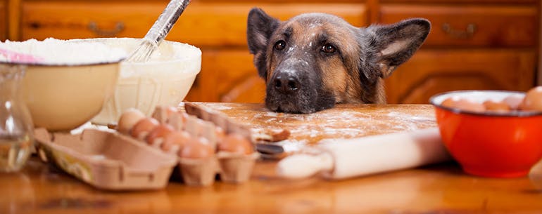 Four on the Floor method for How to Train Your Dog to Not Eat from the Counter