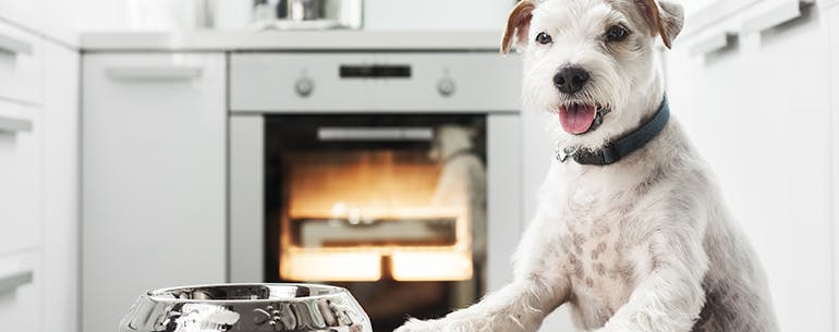 Lure method for How to Train Your Dog to Not Eat from the Counter