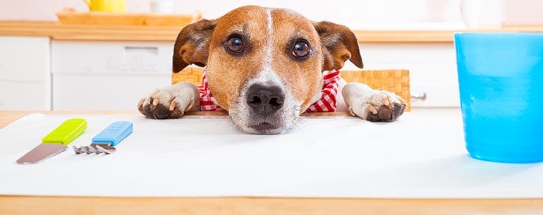 Mat method for How to Train Your Dog to Not Eat from the Counter