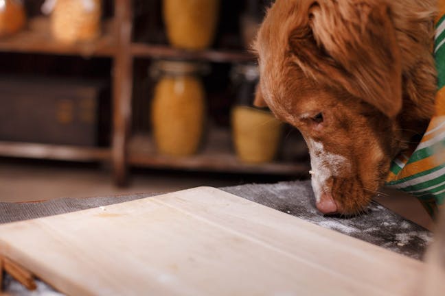 How to Train Your Dog to Not Eat From the Table