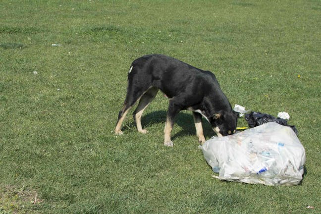 How to Train Your Dog to Not Eat Garbage