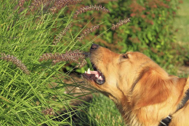 How to Train Your Dog to Not Eat Grass