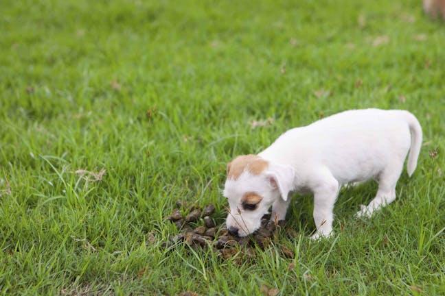 How to Train Your Dog to Not Eat His Poop
