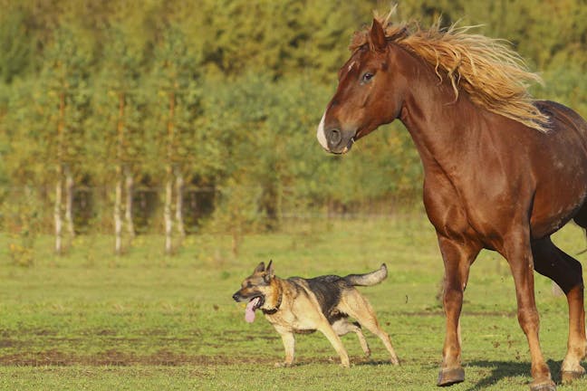 How to Train Your Dog to Not Eat Horse Manure