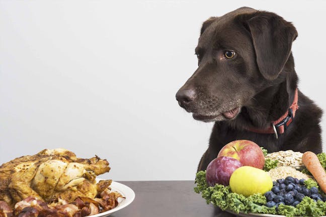 How to Train Your Dog to Not Eat Human Food