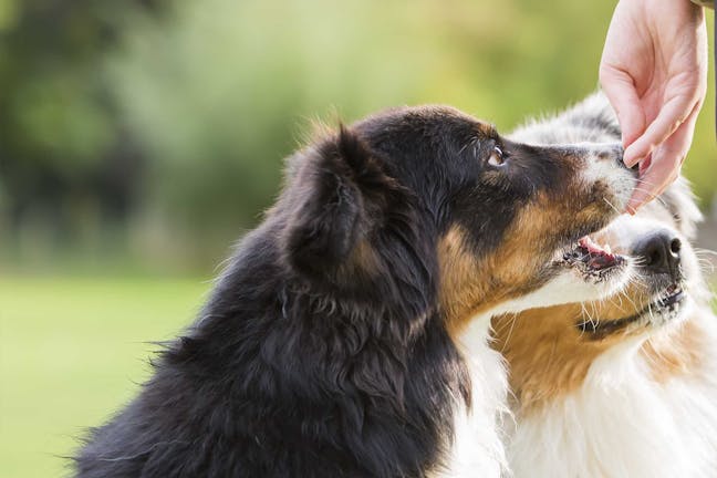How to Train Your Dog to Not Eat Other Dogs' Food