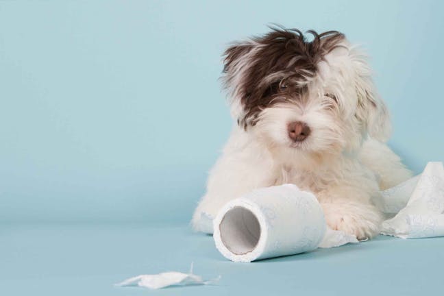How to Train Your Dog to Not Eat Paper