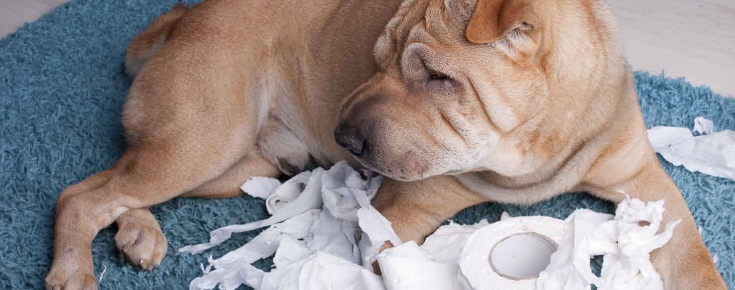Reduce Temptation method for How to Train Your Dog to Not Eat Paper