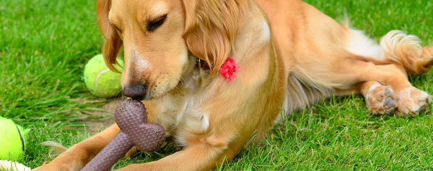 Provide Appropriate Chews method for How to Train Your Dog to Not Eat Paper