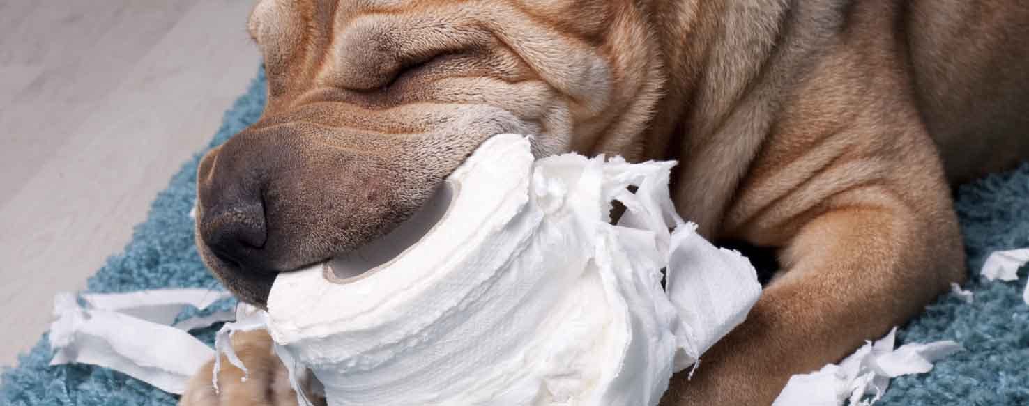 'Give It' method for How to Train Your Dog to Not Eat Paper