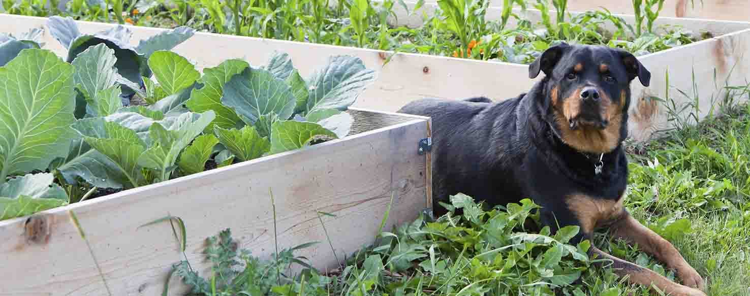 Reduce Temptation method for How to Train Your Dog to Not Eat Plants