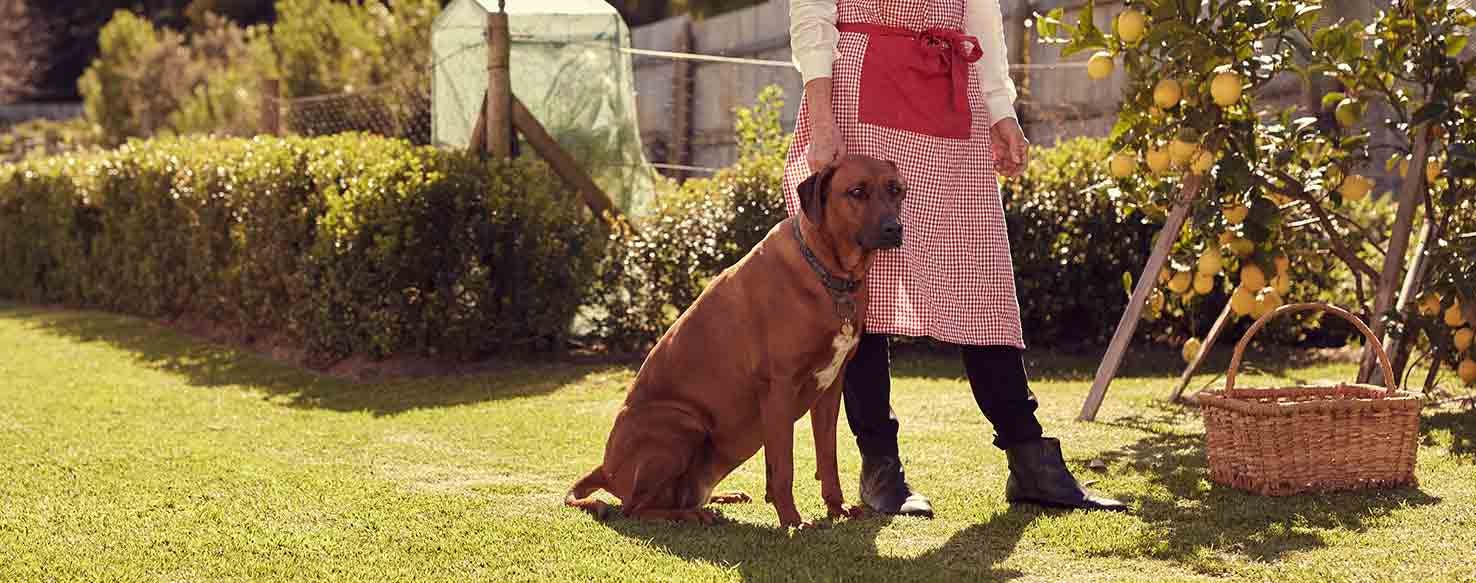 'Leave It' method for How to Train Your Dog to Not Eat Plants