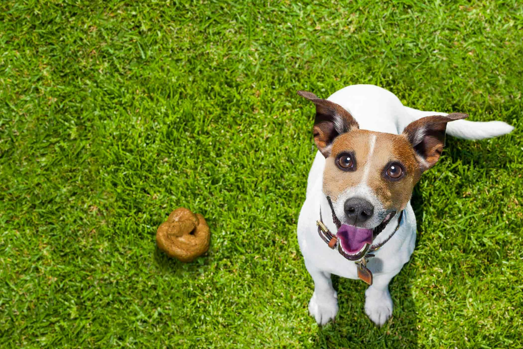 How to Train Your Dog to Not Eat Poop Wag!