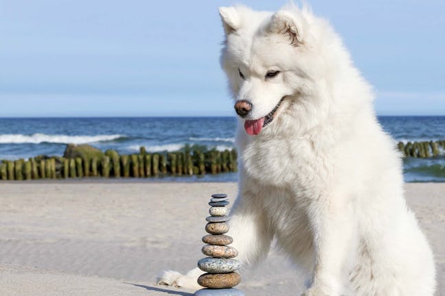 How to Train Your Dog to Not Eat Rocks
