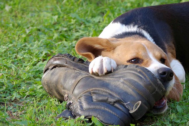 How to Train Your Dog to Not Eat Shoes
