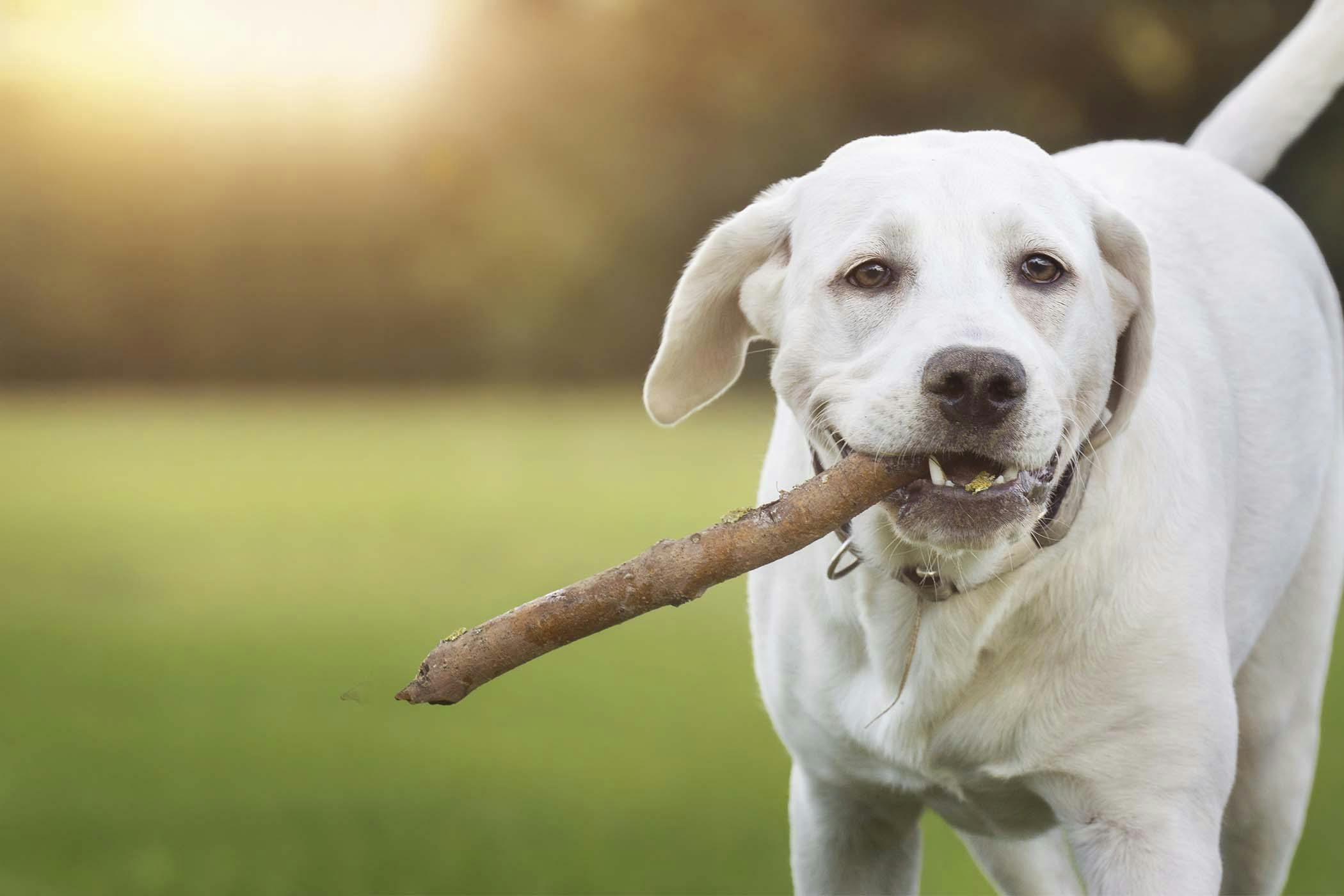 How to Train Your Dog to Not Eat Sticks | Wag!