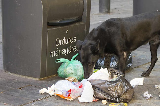 How to Train Your Dog to Not Eat Trash