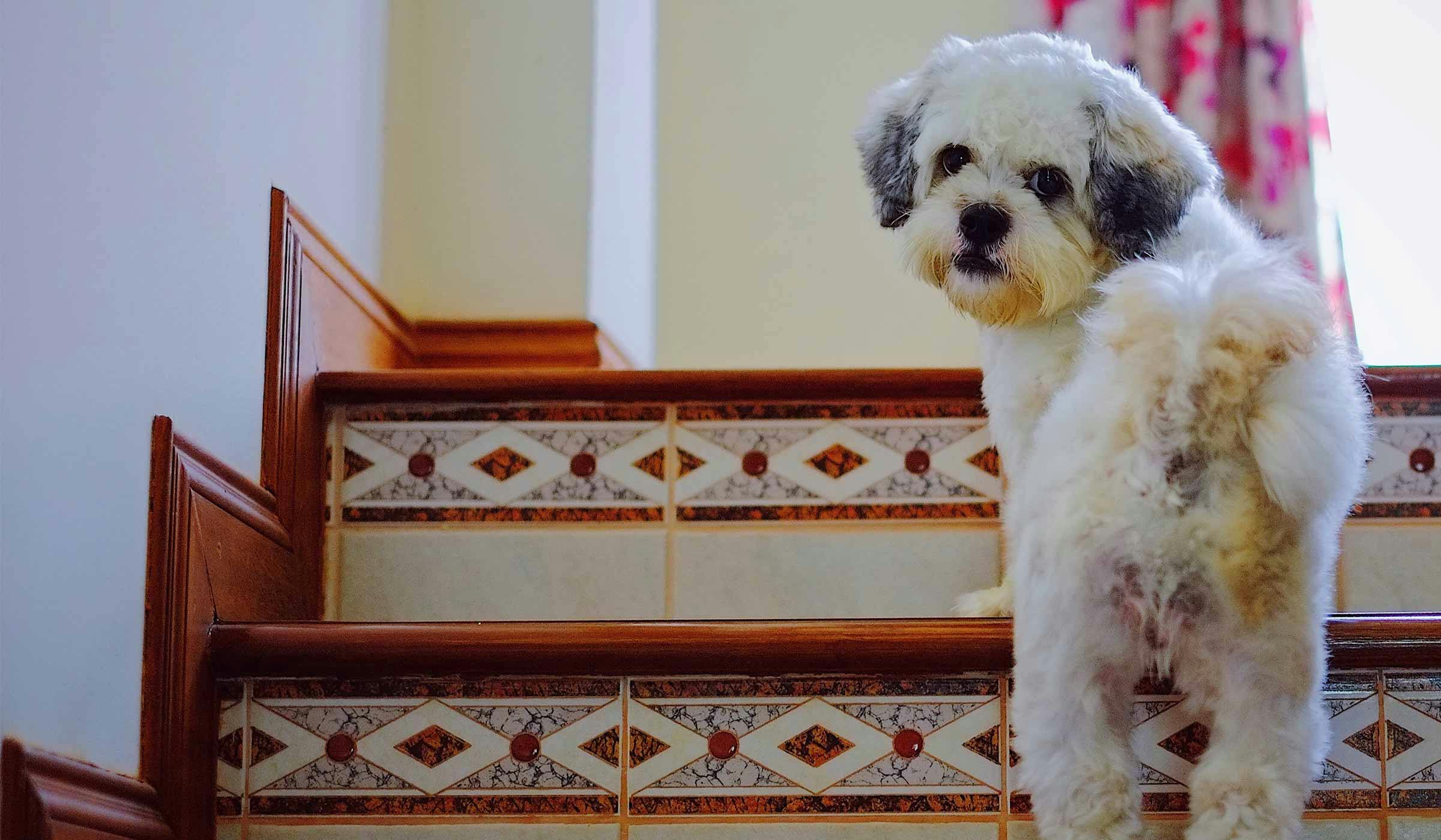 How to teach a clearance dog to walk up stairs