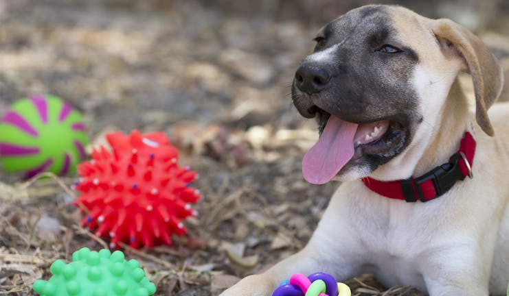 How to Train Your Dog to Not Guard Toys