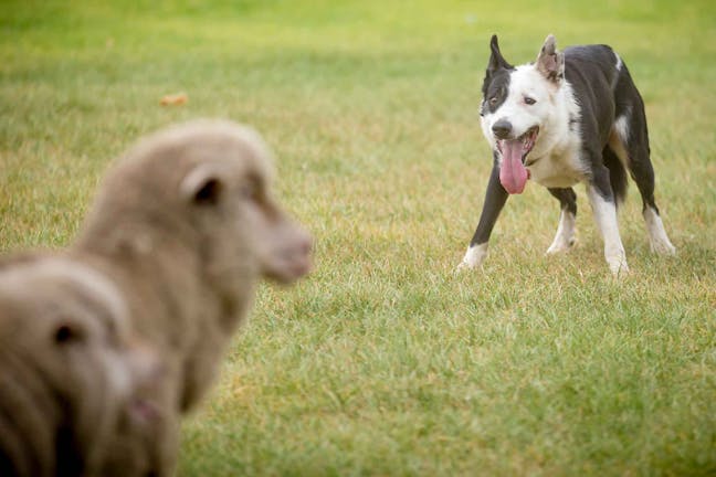 How to Train Your Herding Dog to Not Herd