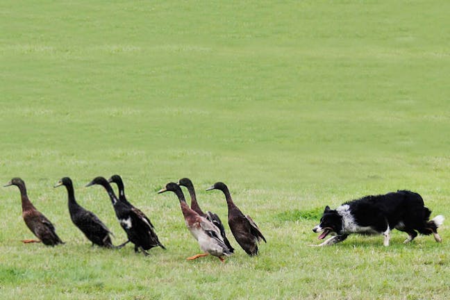 How to Train Your Dog to Not Herd