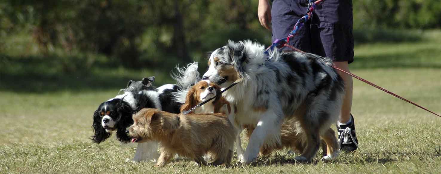 Rock Solid Recall method for How to Train Your Dog to Not Herd