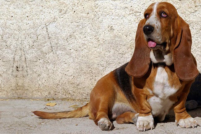 How to Train Your Basset Hound Dog to Not Howl