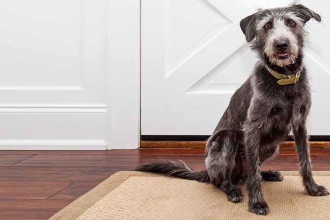 How to Train Your Dog to Not Jump at the Door