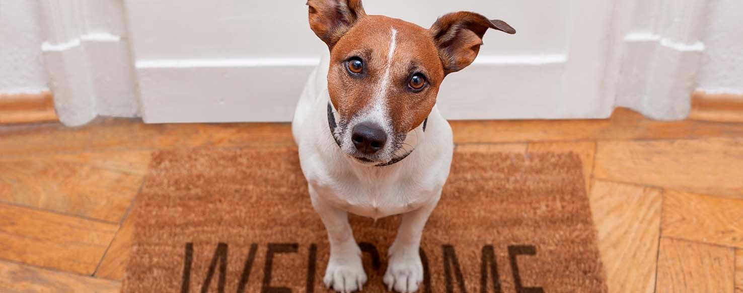 Teach 'Mat' Instead method for How to Train Your Dog to Not Jump at the Door