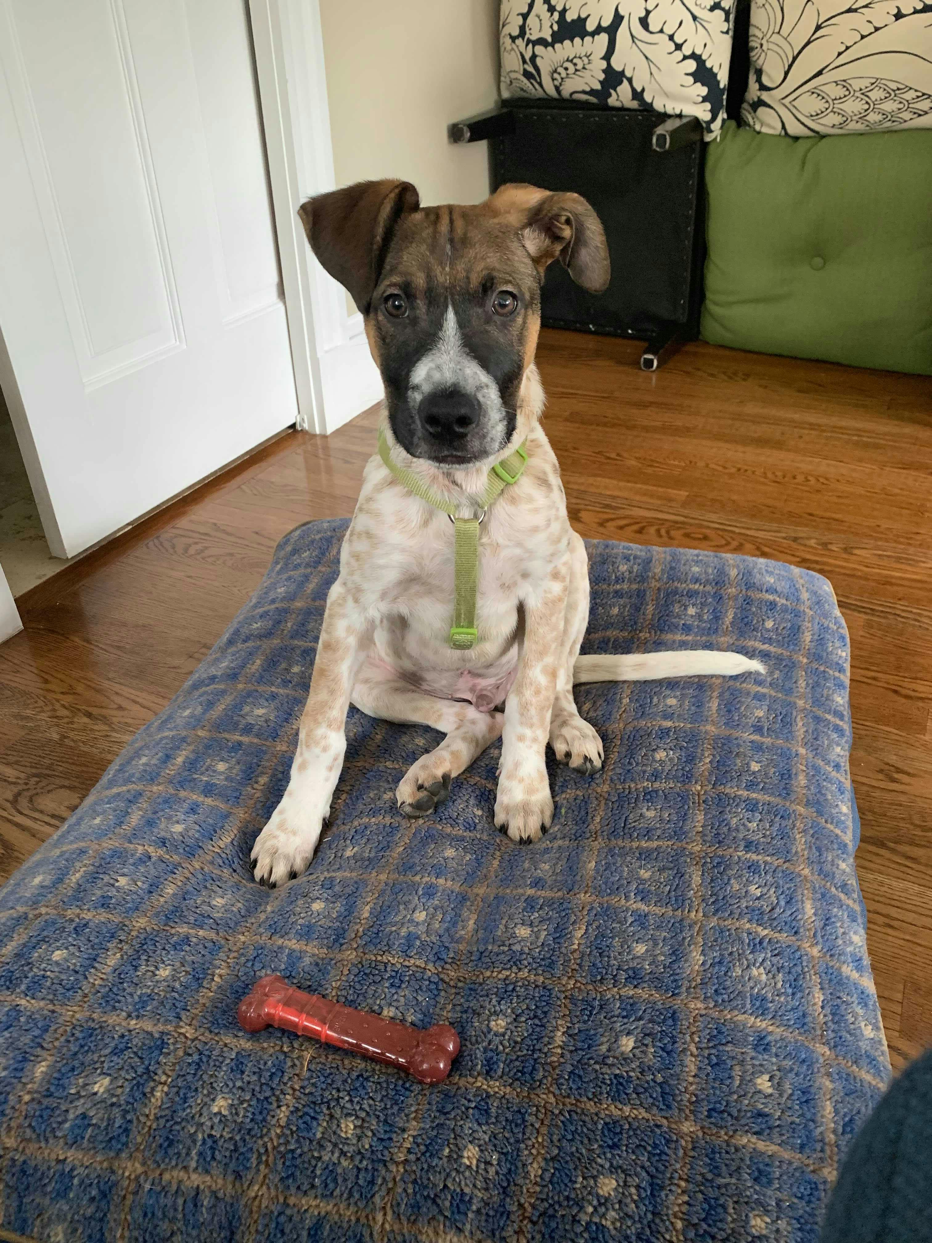 How To Stop Puppy From Jumping On Other Dogs