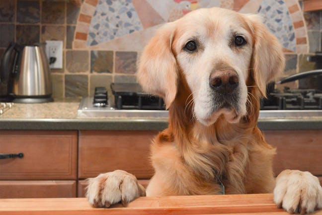 How to Train Your Dog to Not Jump on the Counter