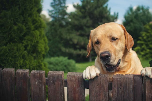 How to Train Your Dog to Not Jump the Fence