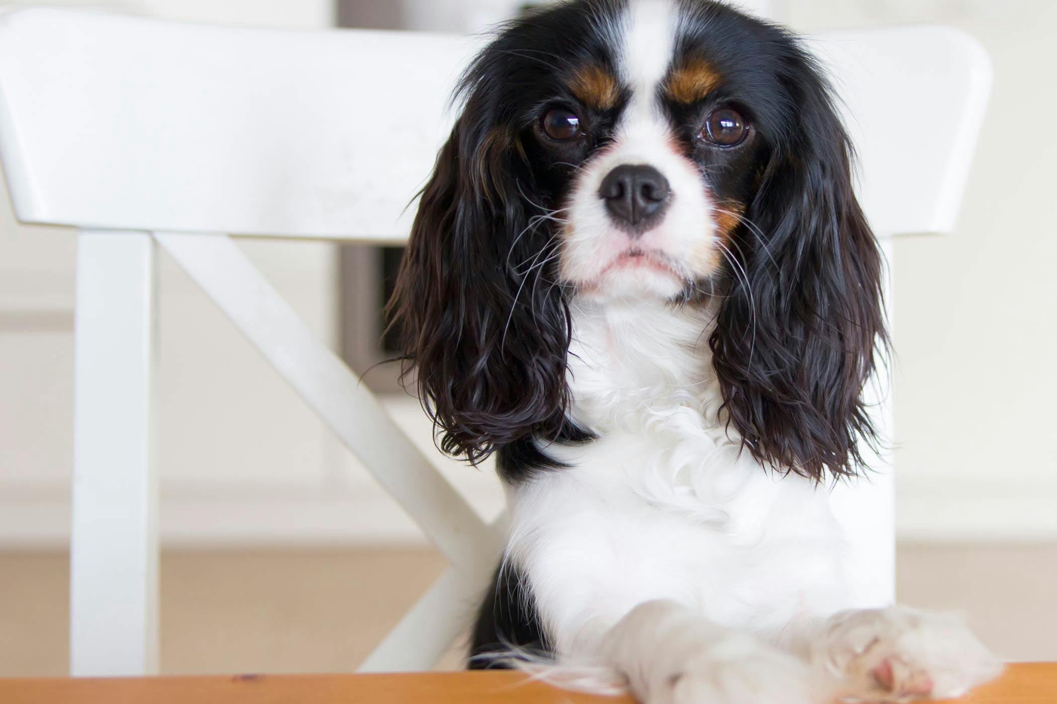 how do you get a dog to stop jumping on counters