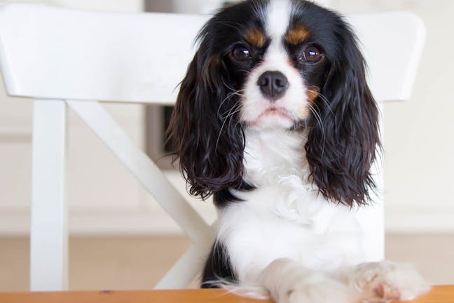 How to Train Your Dog to Not Jump on the Table