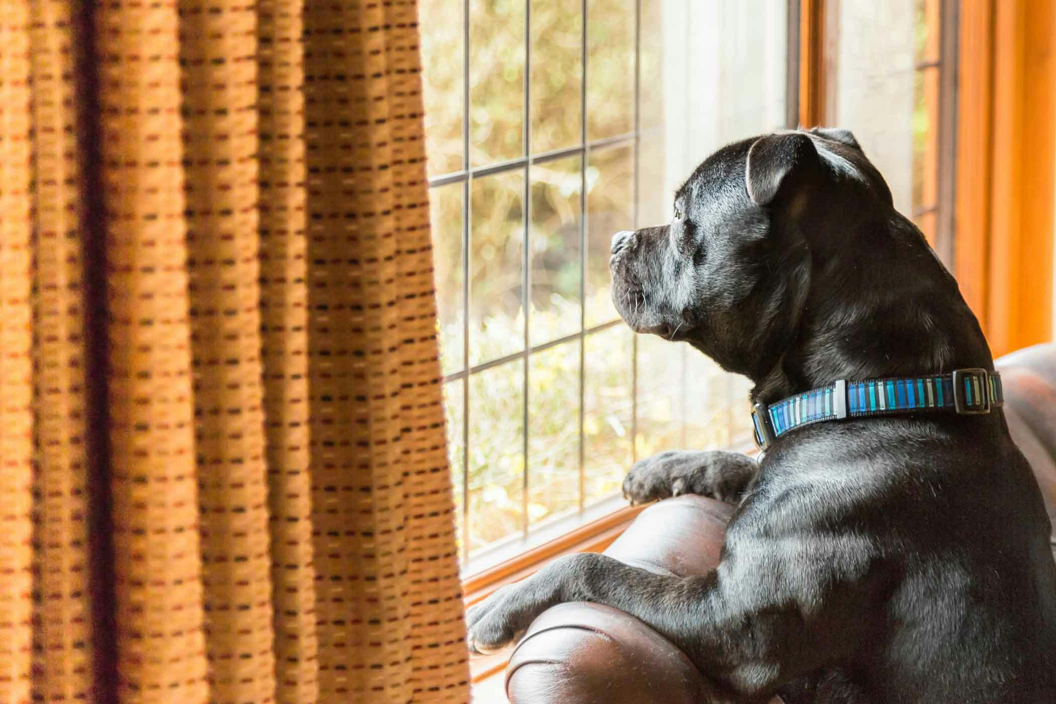 How to Train Your Dog to Not Jump on the Window | Wag!
