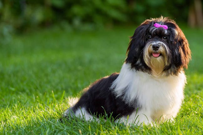 How to Train Your Dog to Not Jump How to Train Your Dog to Not Jump