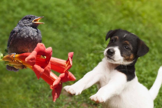 How to Train Your Dog to Not Kill Birds How to Train Your Dog to Not Kill Birds