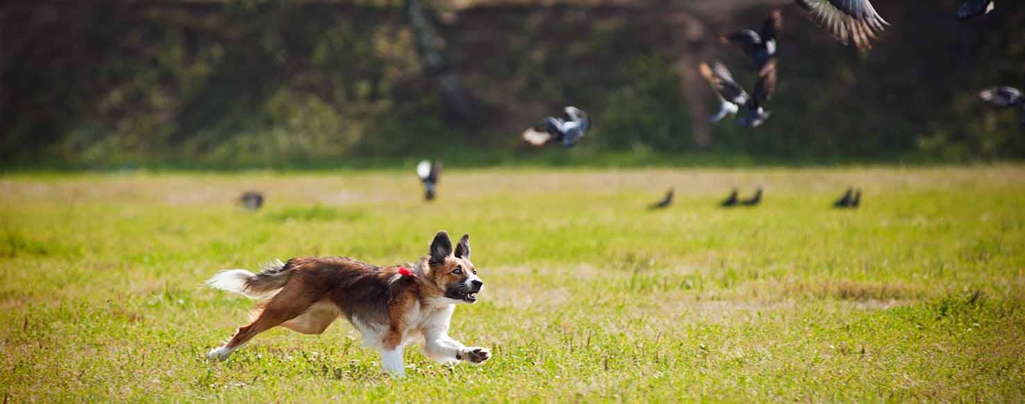 Long and Short method for How to Train Your Dog to Not Kill Birds