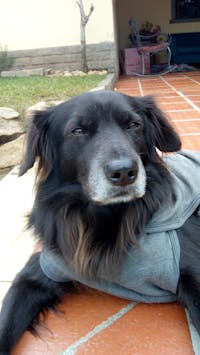 How To Train Your Dog To Not Kill Cats