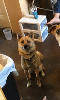 How To Train Your Dog To Not Kill Cats