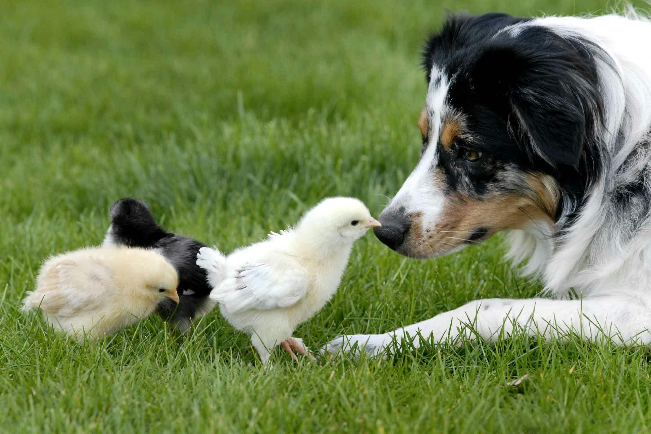 How to Train Your Bird Dog to Not Kill Chickens