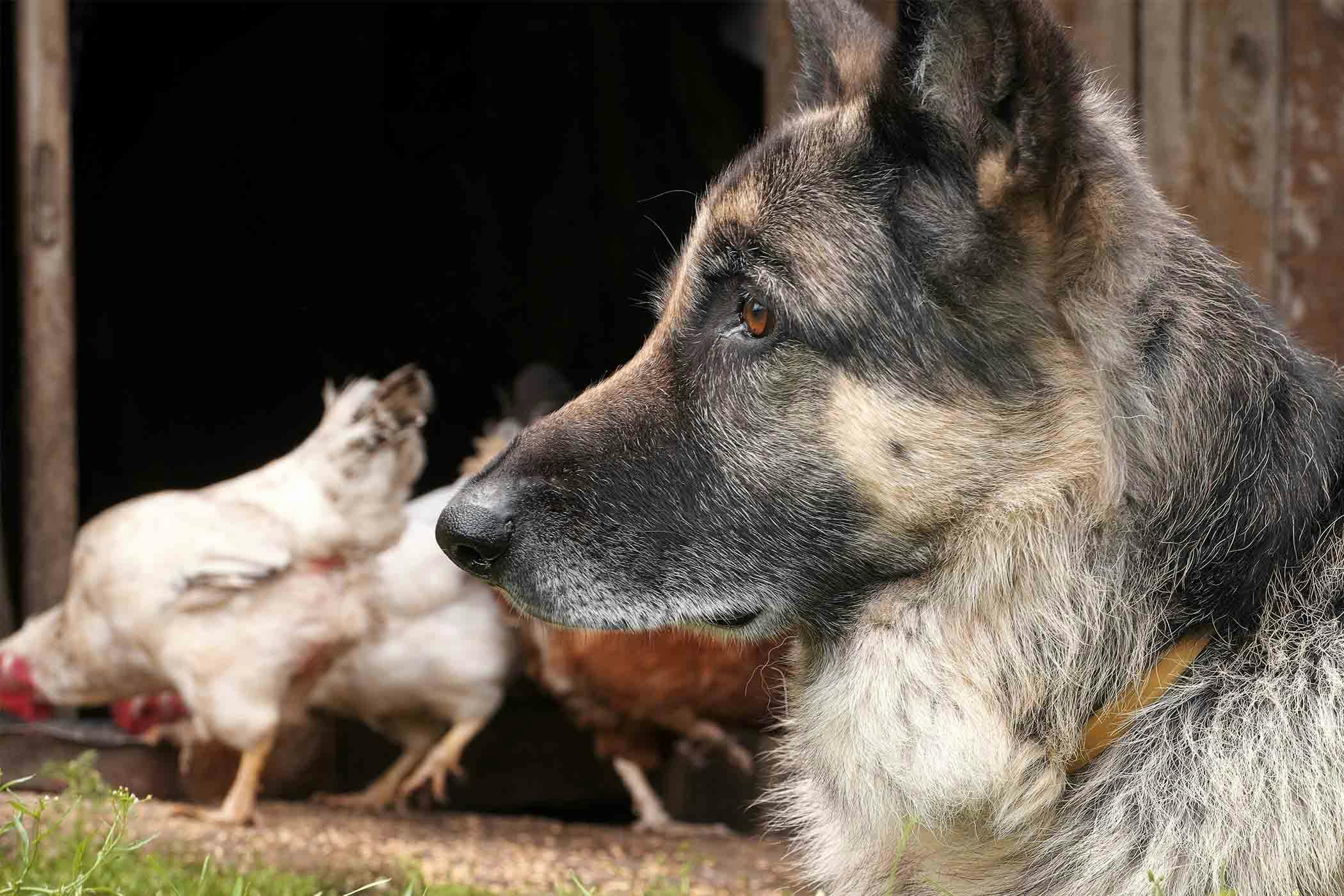 How to Train Your Dog to Not Kill Chickens | Wag!